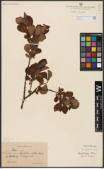 Foto von Salix aurita L.